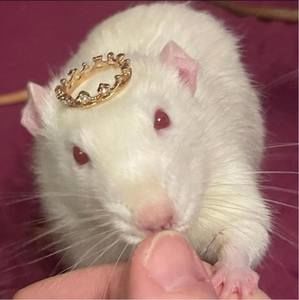 Meet your Posher, Jenny